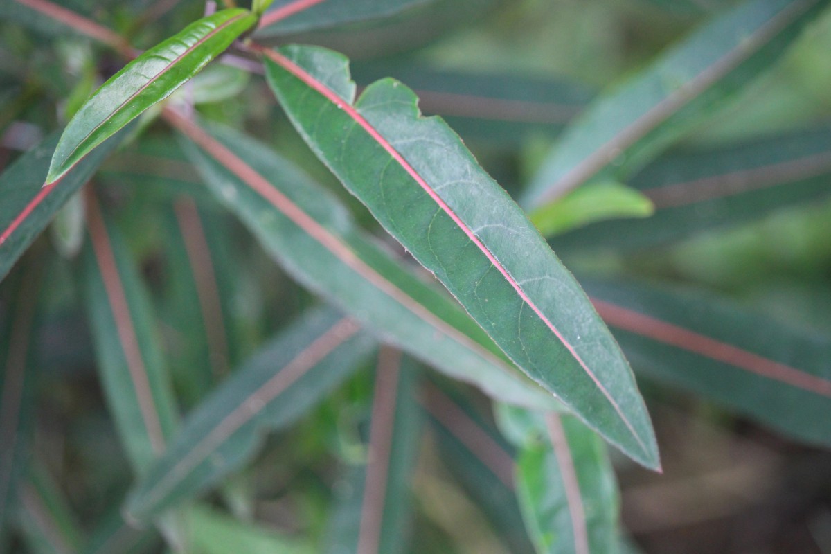 Barleria lupulina Lindl.